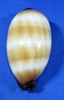 Talparia talpa